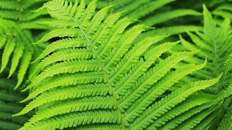 POLYPODIUM LEUCOTOMOS EXTRACT (CHIẾT XUẤT DƯƠNG XỈ): “ÁO GIÁP XANH” BẢO VỆ DA TRƯỚC TIA UV