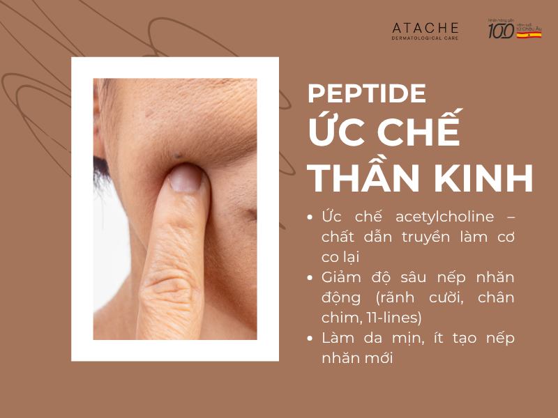 Peptide ức chế thần kinh mô phỏng hiệu ứng Botox, giảm nếp nhăn biểu cảm tức thì.